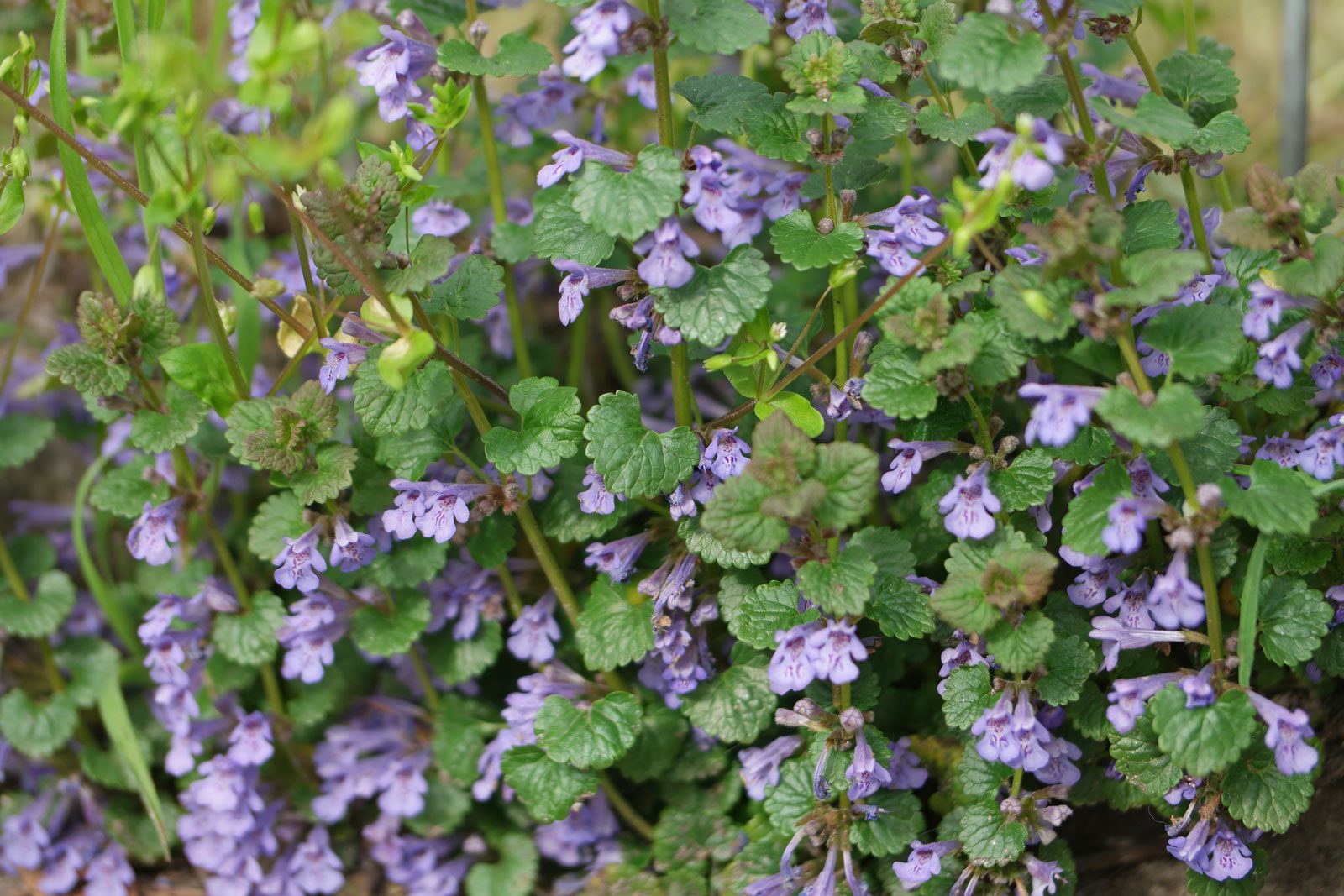 Gundermann (Glechoma hederacea) › Balkonpflanzen Pflege