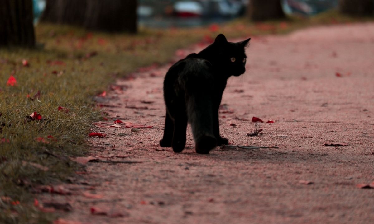 Can Cats Find Their Way Home