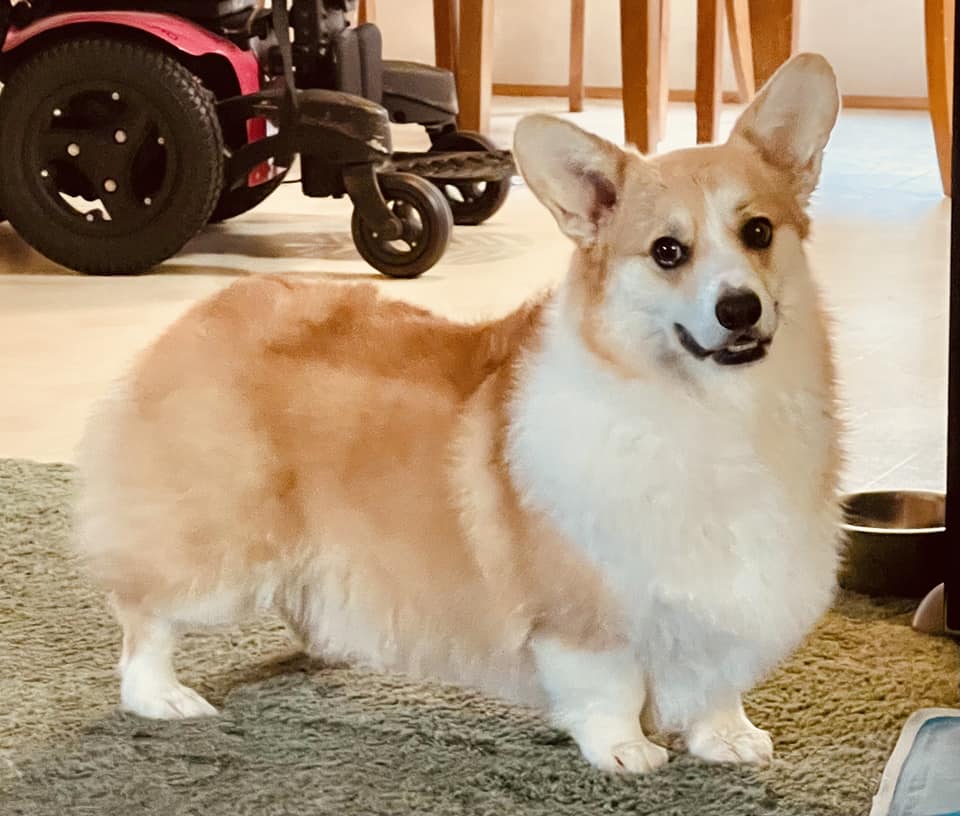 American Ch Triple H Clover Hill Lunar Vortex to Balletcor Pembroke