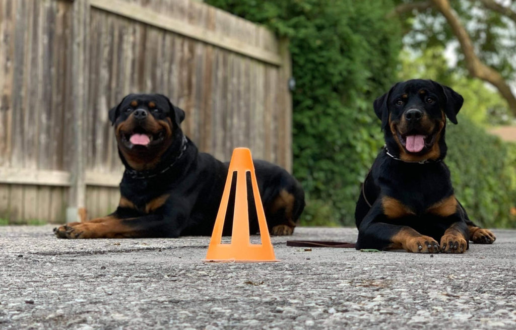 Dog Training London Ontario BallisticK9Canada