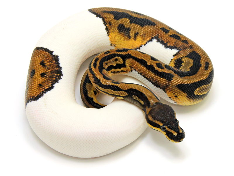 Piebald Leopard Markus Jayne Ball Pythons