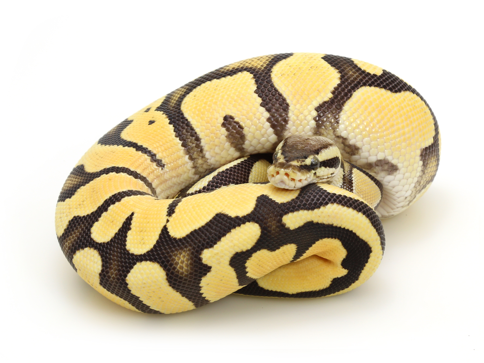 Super Orange Dream Pastel Markus Jayne Ball Pythons