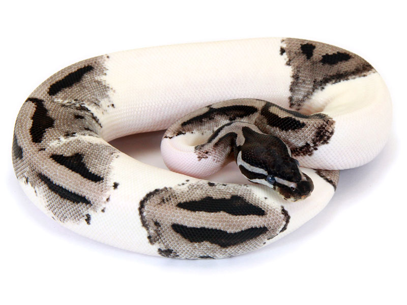 Axanthic Piebald (Lightning Pied) Markus Jayne Ball Pythons