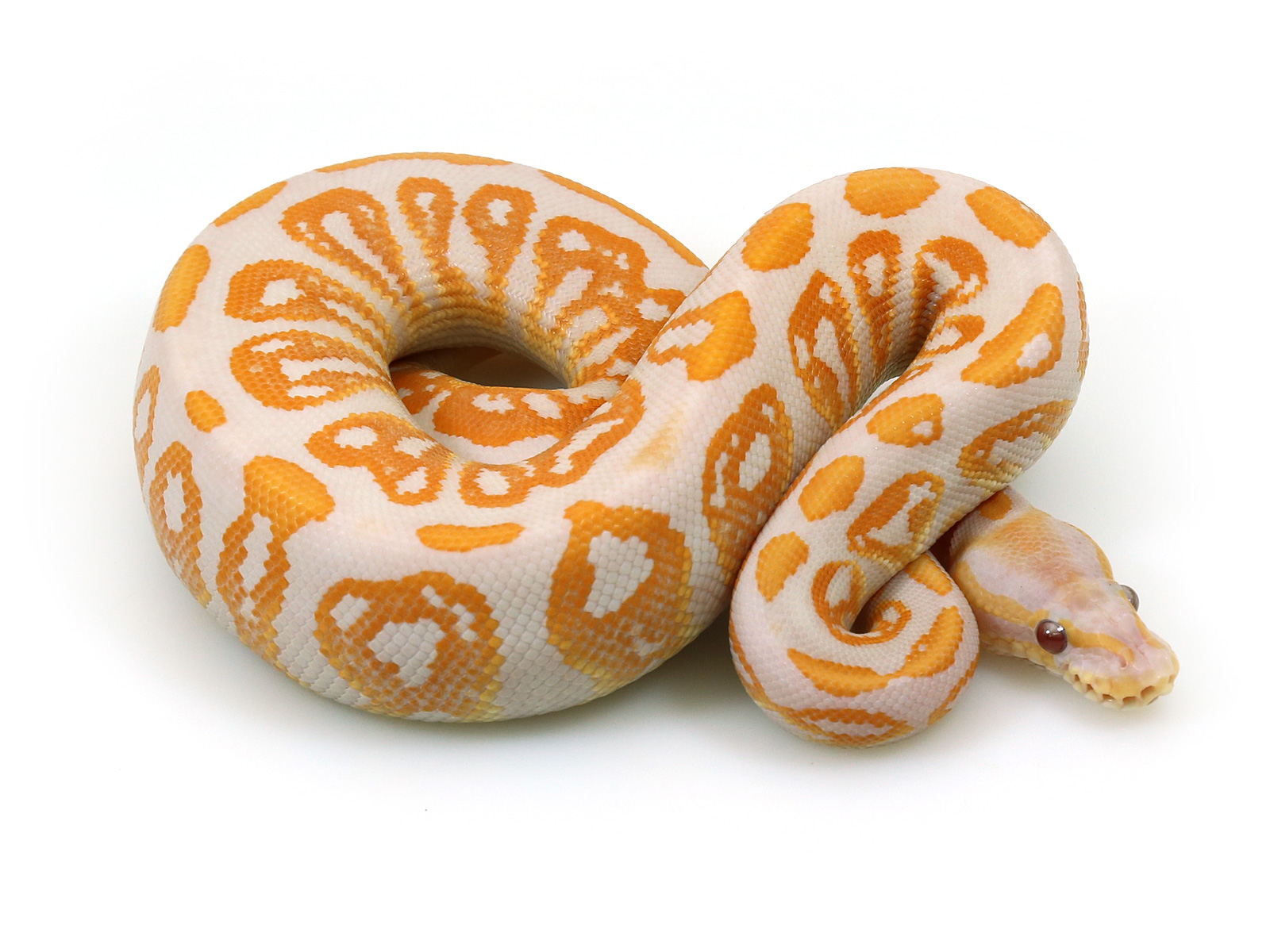 Black Pastel Lavender Markus Jayne Ball Pythons