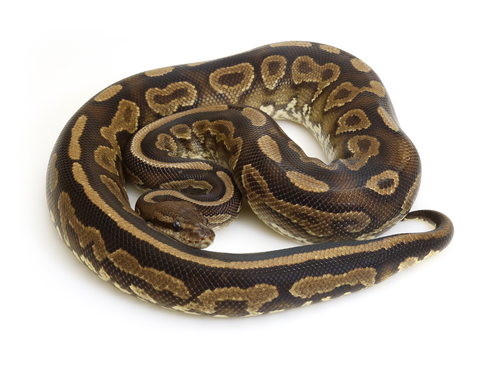 Cinnamon Yellow Belly Markus Jayne Ball Pythons
