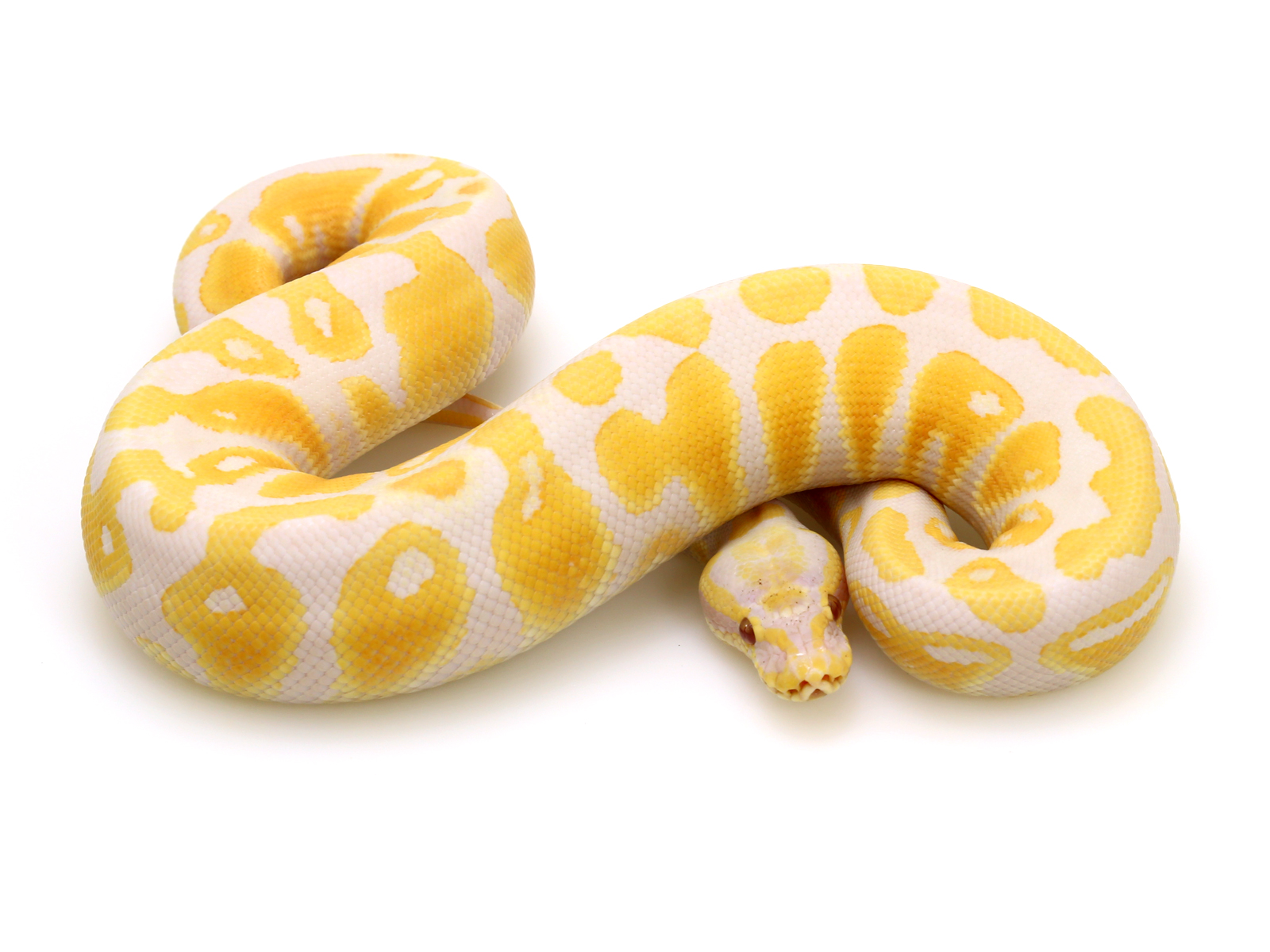 Lavender Albino Pastel Markus Jayne Ball Pythons