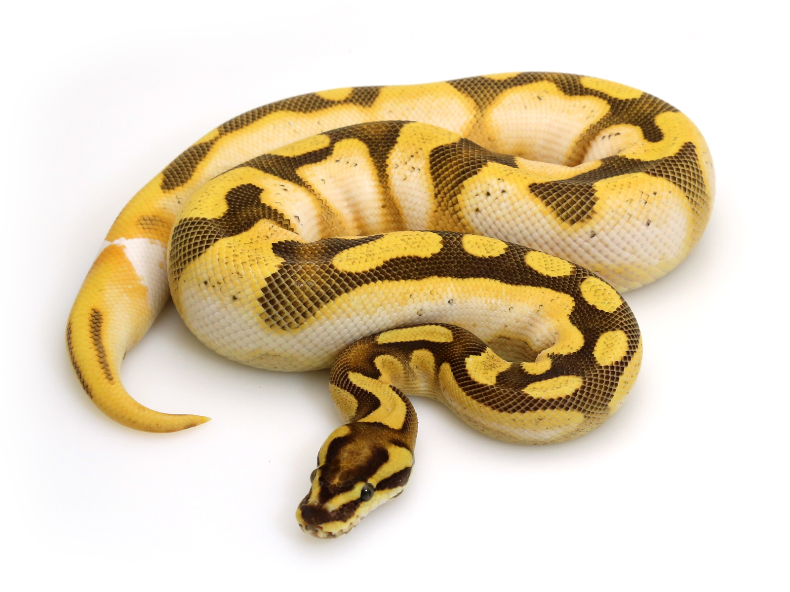 Orange Dream Calico Enchi Fire Markus Jayne Ball Pythons