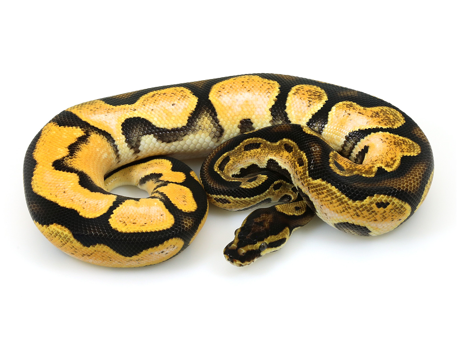 Orange Dream Pastel Calico Markus Jayne Ball Pythons