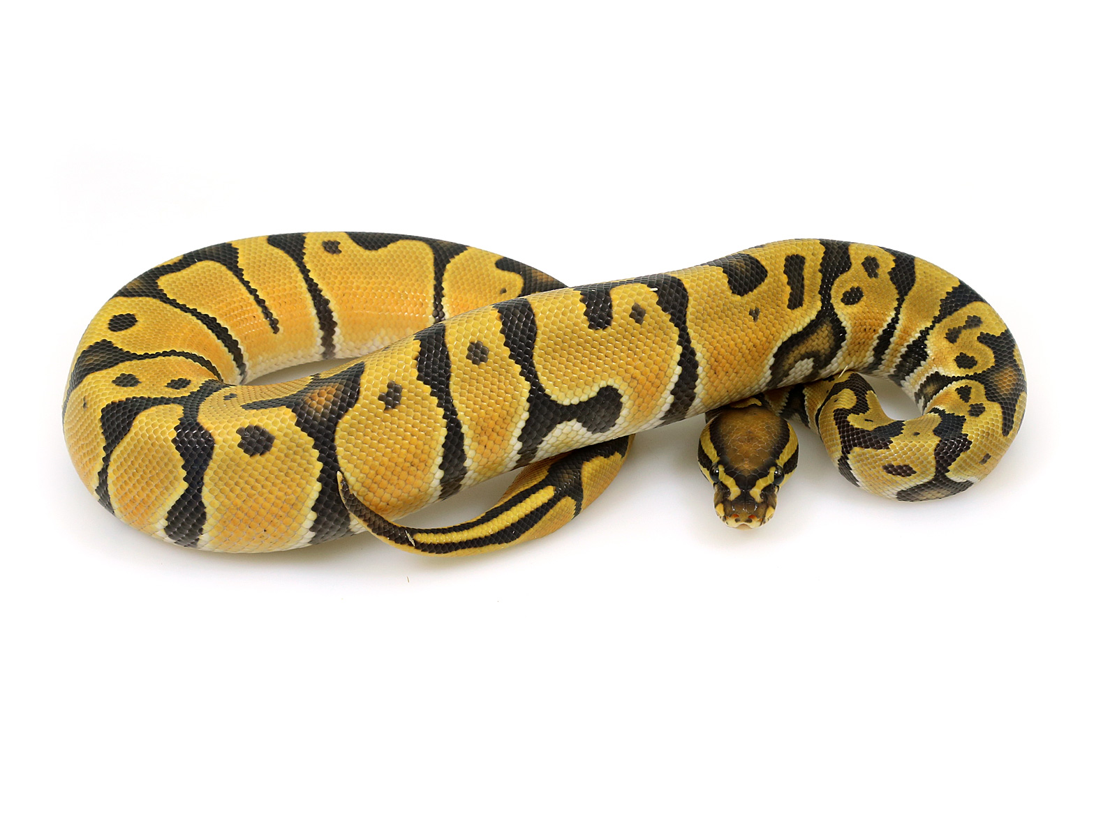 Orange Dream Ghost Markus Jayne Ball Pythons