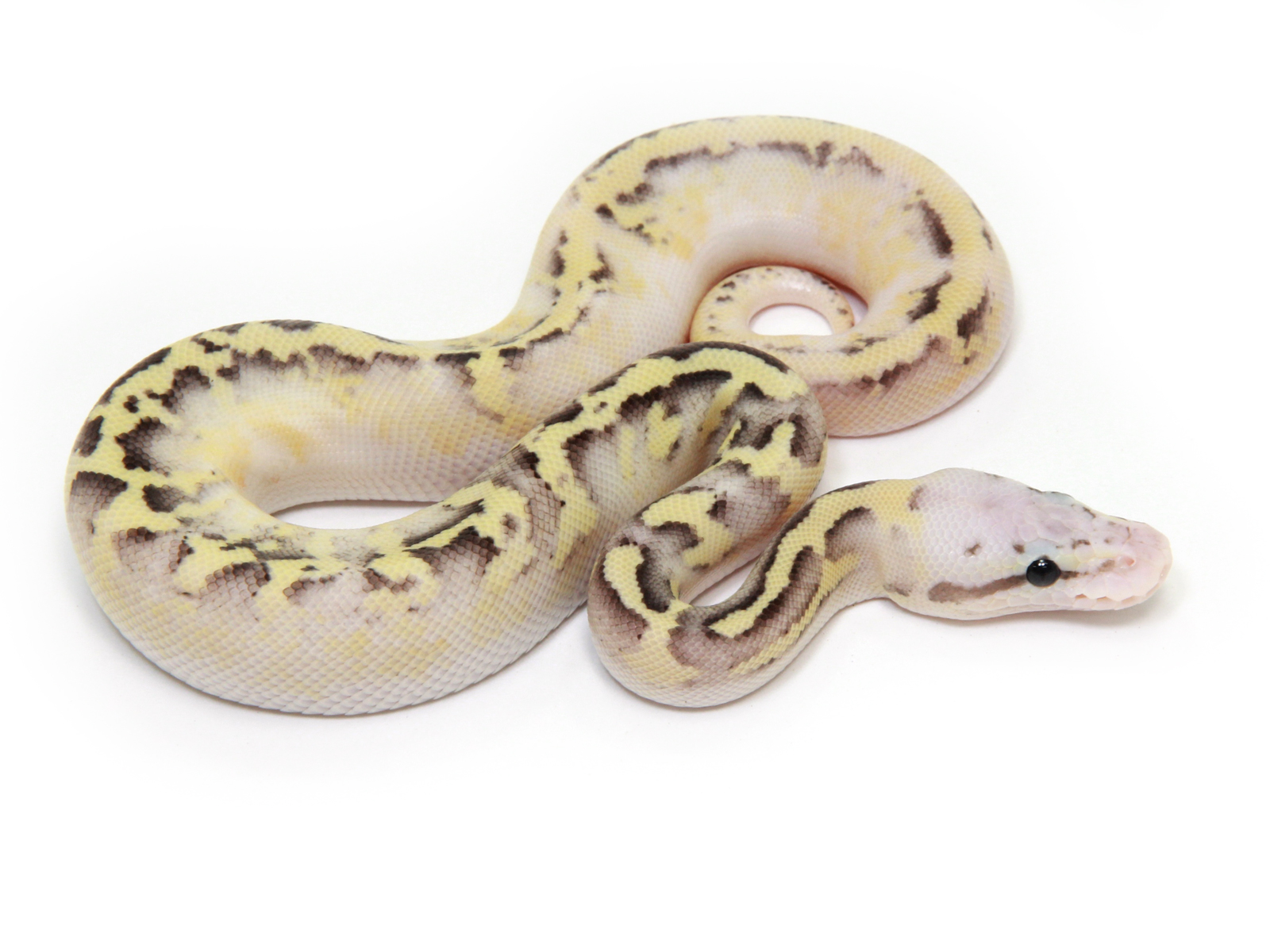 Ball Python Page 6 Markus Jayne Ball Pythons