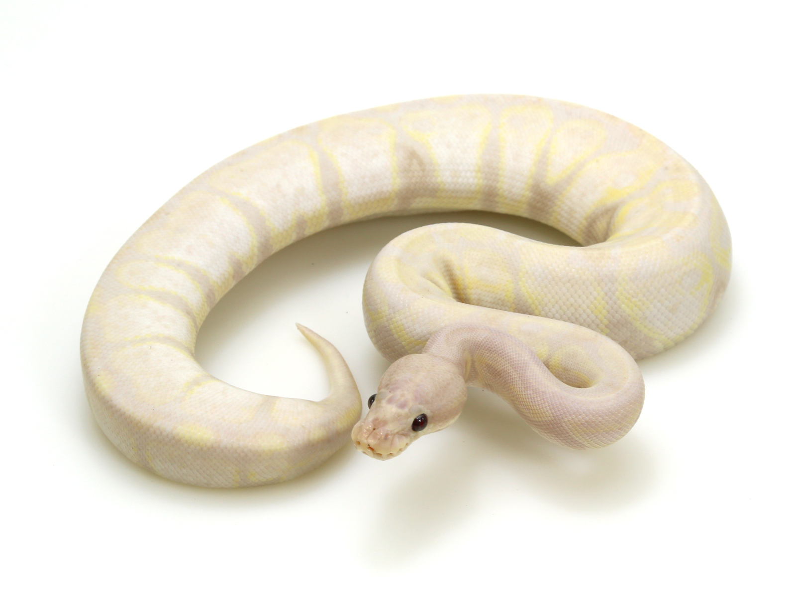 Super Banana Markus Jayne Ball Pythons