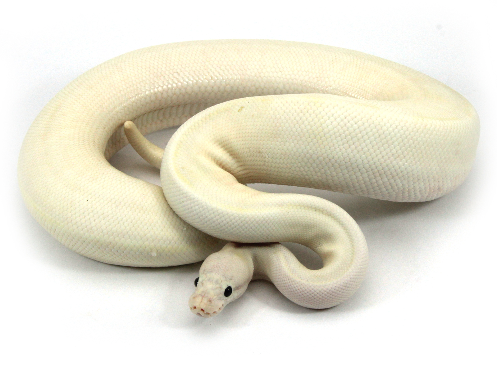 Super Butter Pastel Markus Jayne Ball Pythons