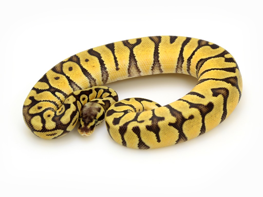 Super Pastel Enchi Markus Jayne Ball Pythons