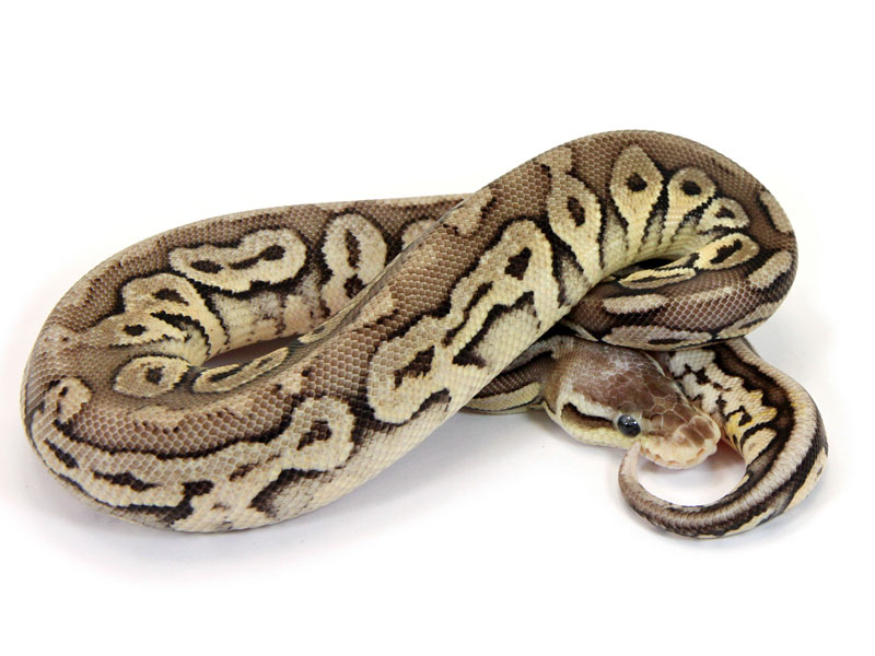 Vanilla Pewter Markus Jayne Ball Pythons