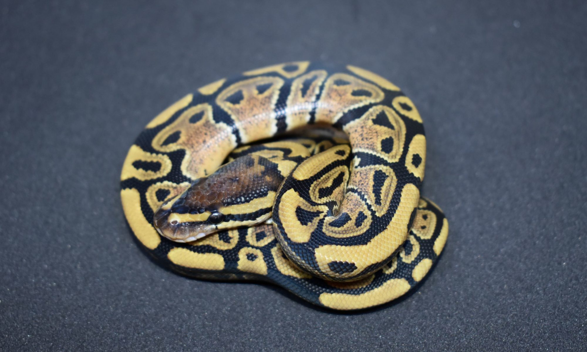 best substrate for ball python eggs Carrol Connor