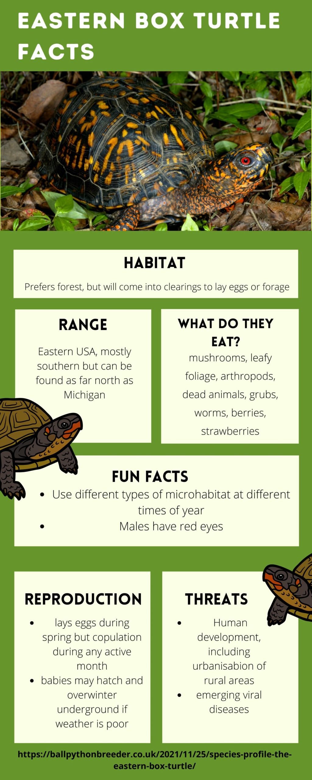 Species profile The Eastern Box Turtle BALL PYTHON BREEDER UK
