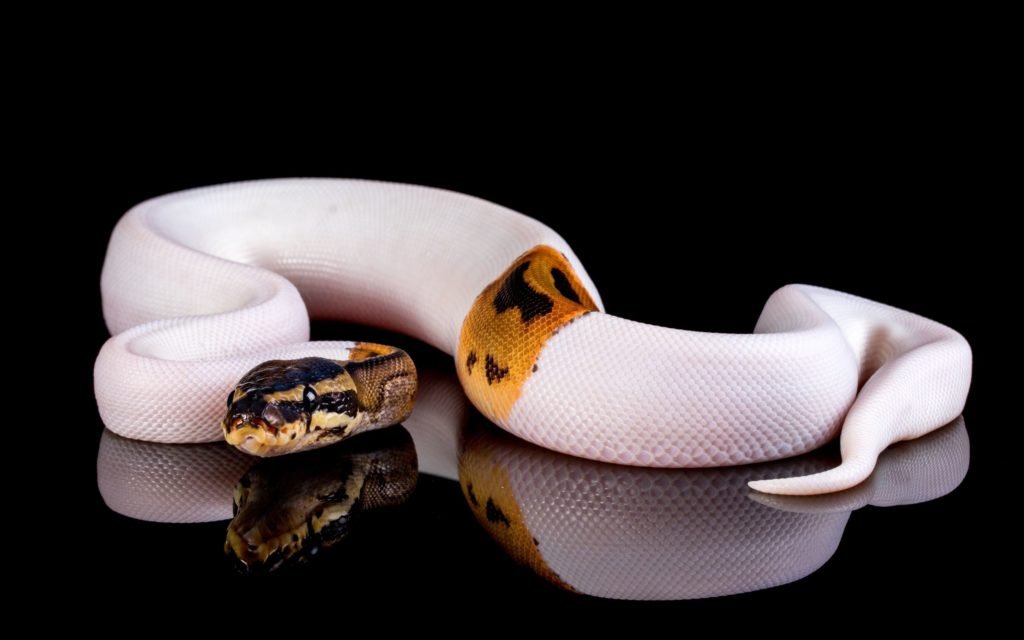 Do Ball Pythons like to be held? BALL PYTHON BREEDER UK