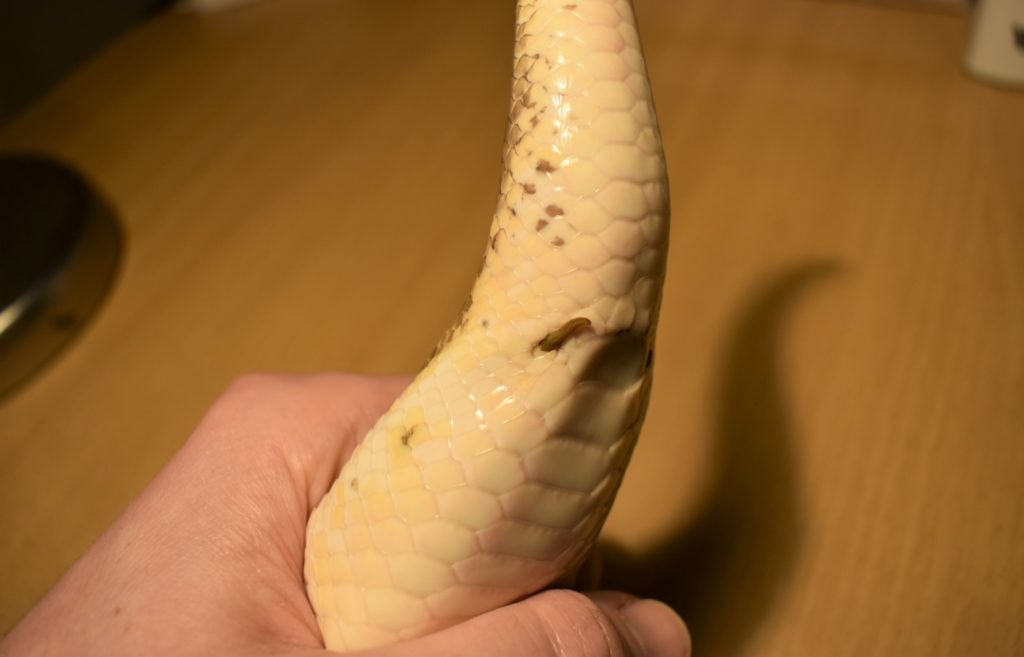 How do you tell if a Ball Python is male or female? BALL PYTHON