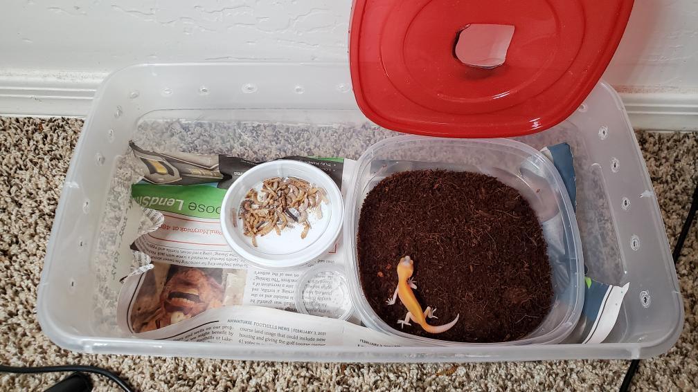 Leopard Gecko Tub Setup