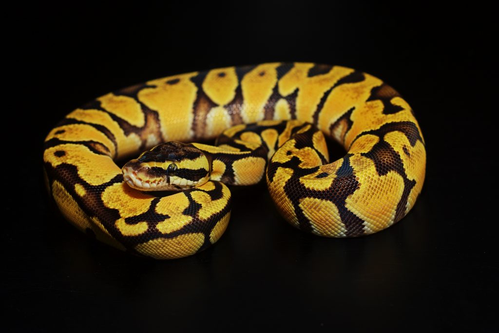 How long does it take for a Ball Python to grow? (and how care affects