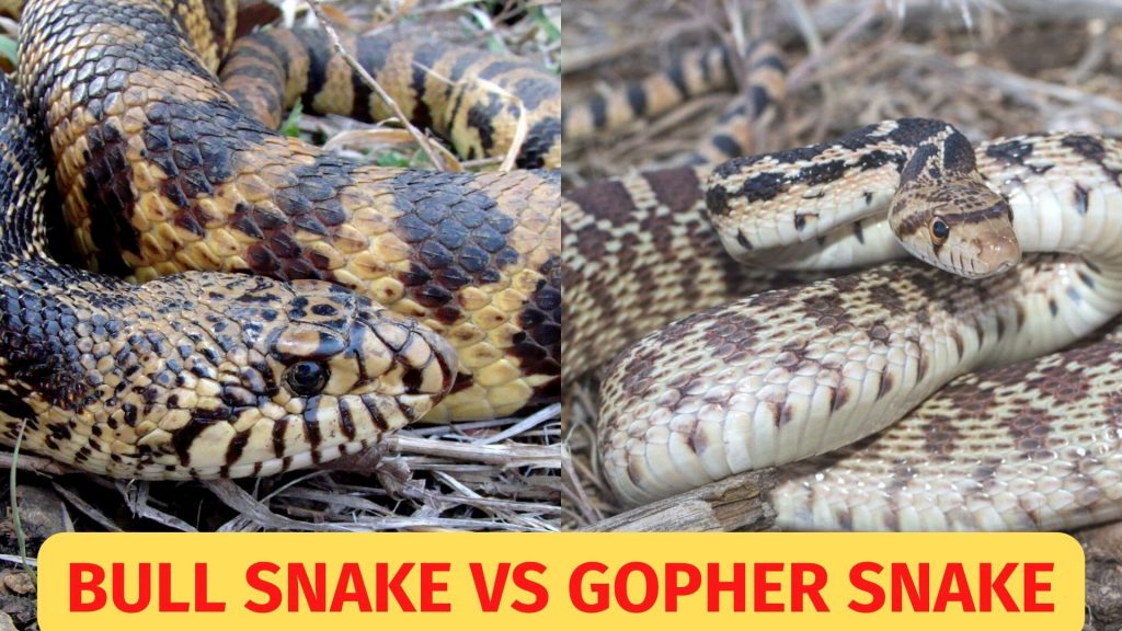 Bull Snake vs Gopher Snake what’s the difference? BALL PYTHON BREEDER UK