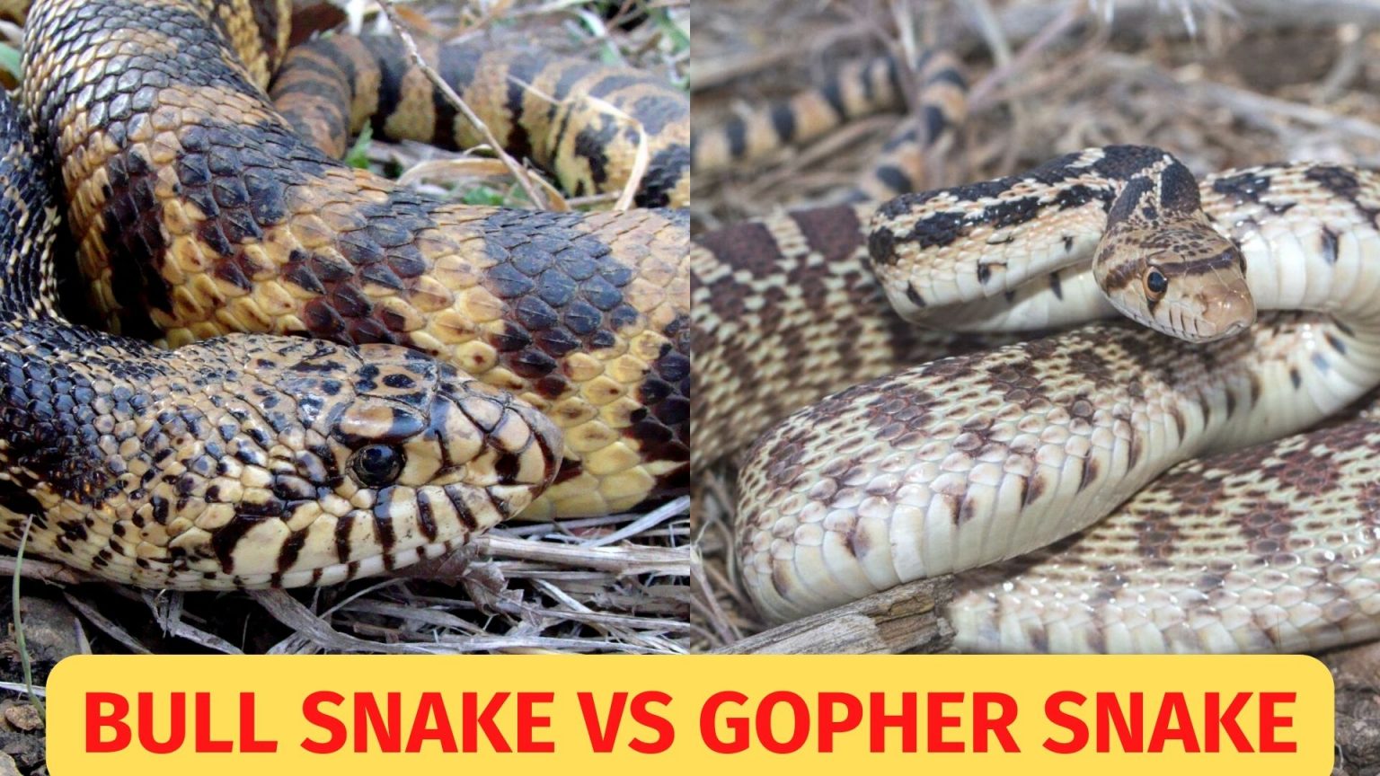 Bull Snake vs Gopher Snake what’s the difference? BALL PYTHON BREEDER UK