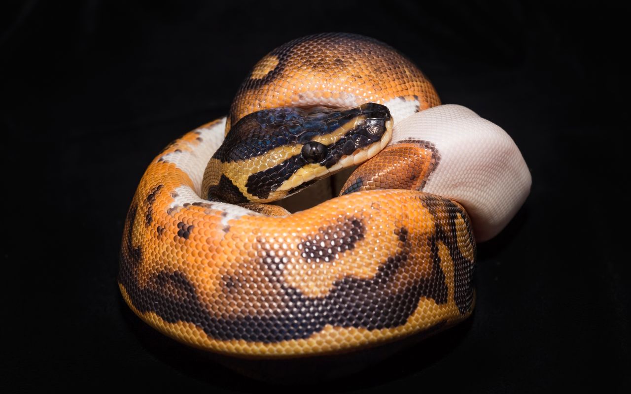 Do Ball Pythons sleep? When, where, and how much BALL PYTHON BREEDER UK