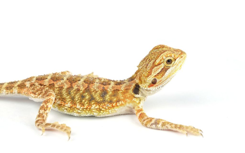 Can a Bearded Dragon eat spinach? A Keeper’s Perspective BALL PYTHON