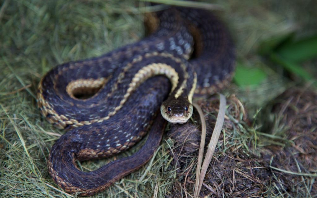 Can a Garter Snake be Black? BALL PYTHON BREEDER UK