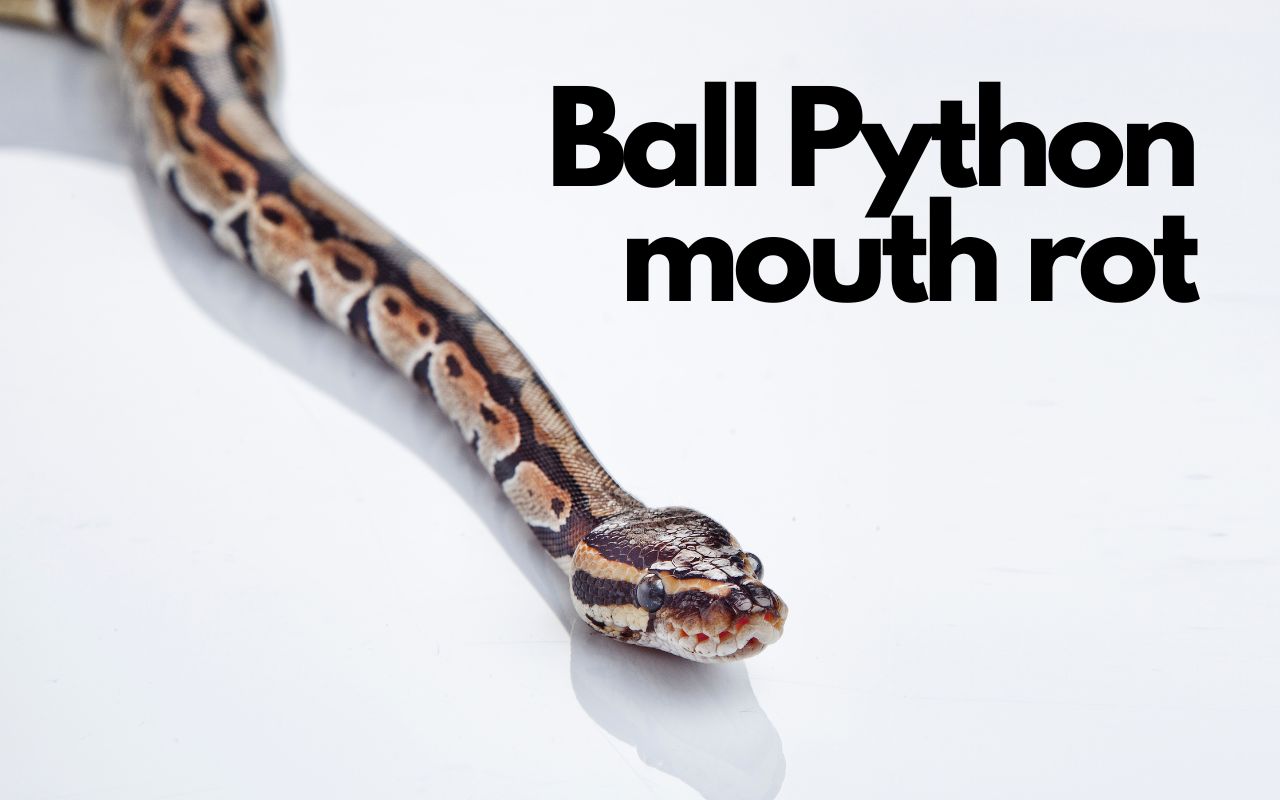 Ball (Royal) Pythons BALL PYTHON BREEDER UK