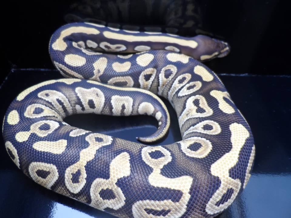 Are Snakes Good Pets for Beginners?
