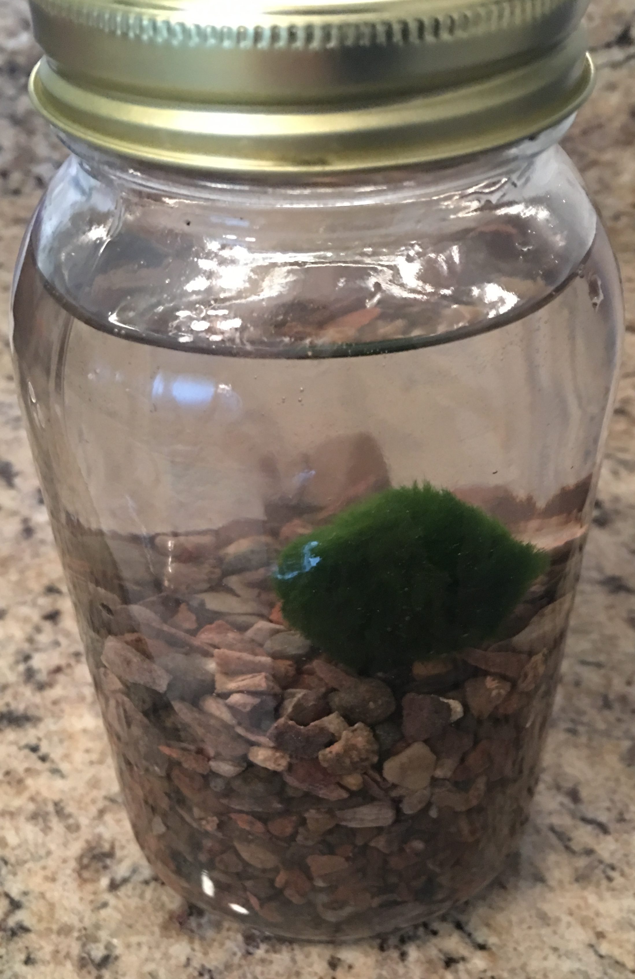 Marimo Starter Kit (16 Ounce Mason Jar) (1″ Moss Ball) (US Only