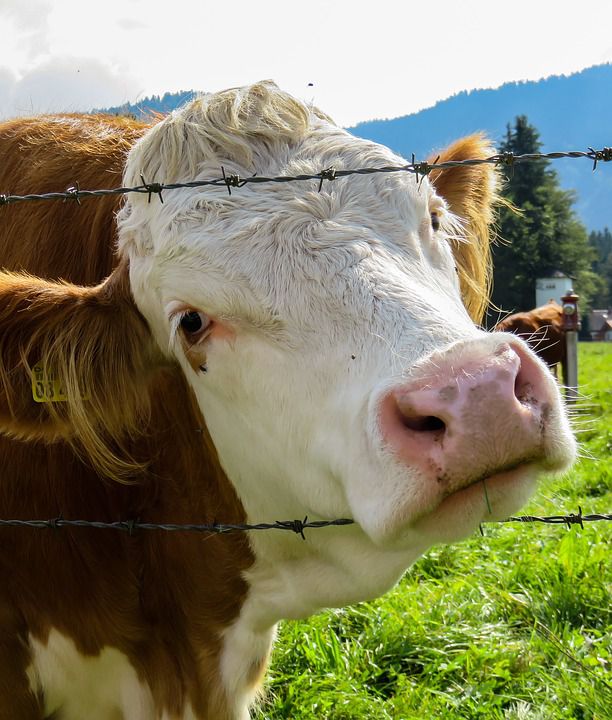 Ways to Improve Milk Fat Rate of Dairy CowsBALLYA