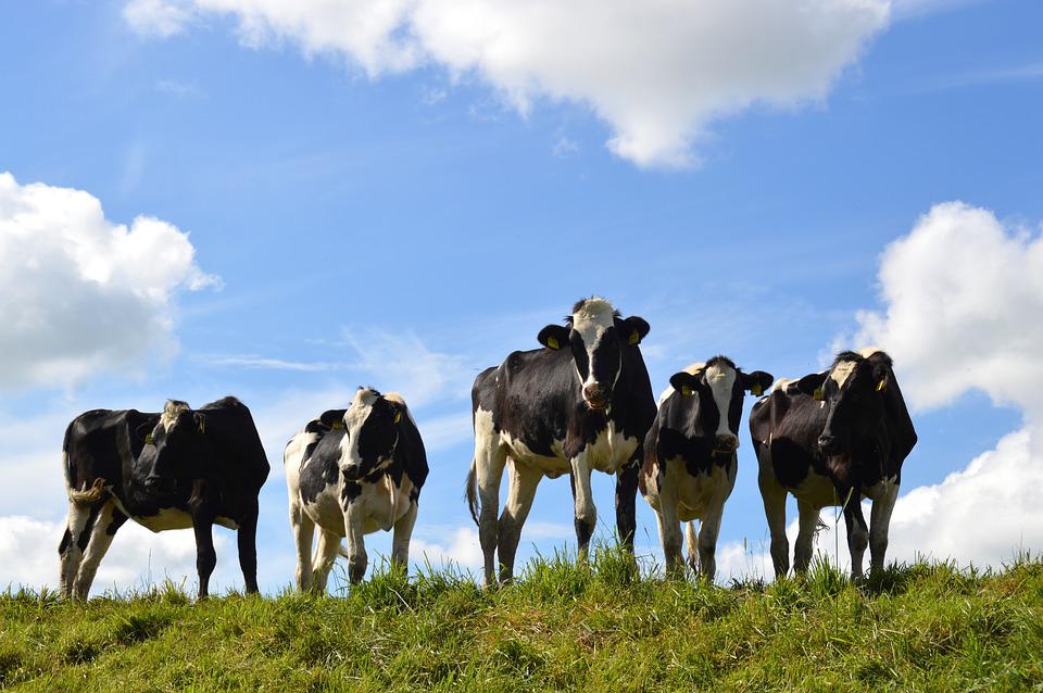 Can Inflammatory Curve of Cows' Hoofs affect milkBALLYA