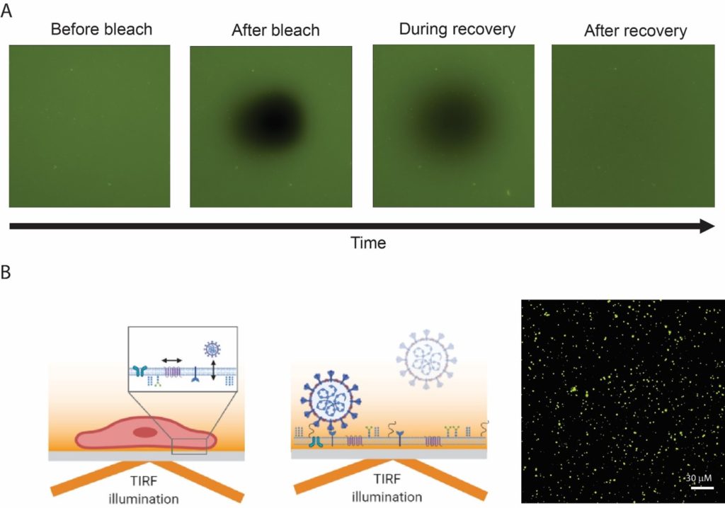 Live cell imaging and fluorescence microscopy Bally Lab