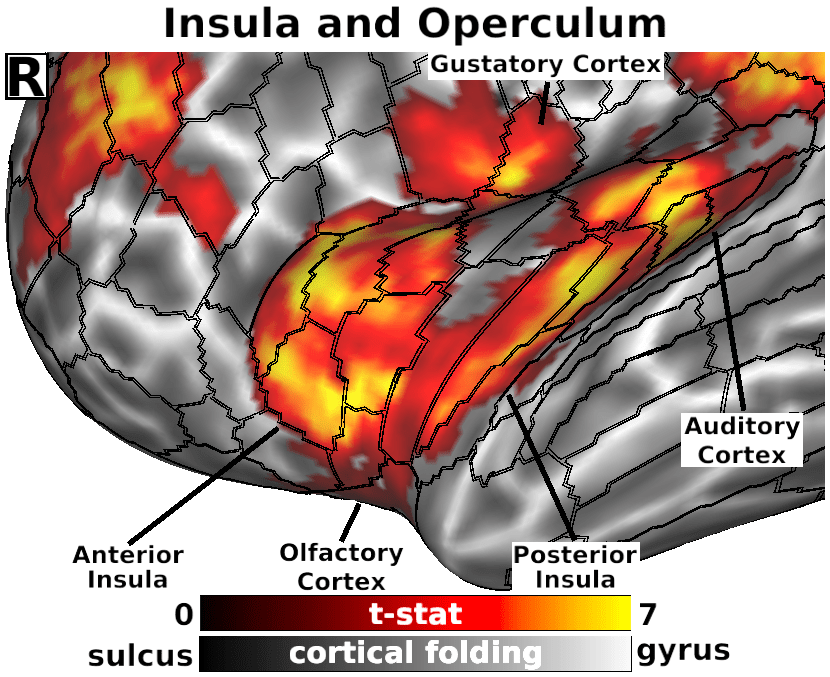 Detailed Mapping of Human Habenula RestingState Functional Connectivity