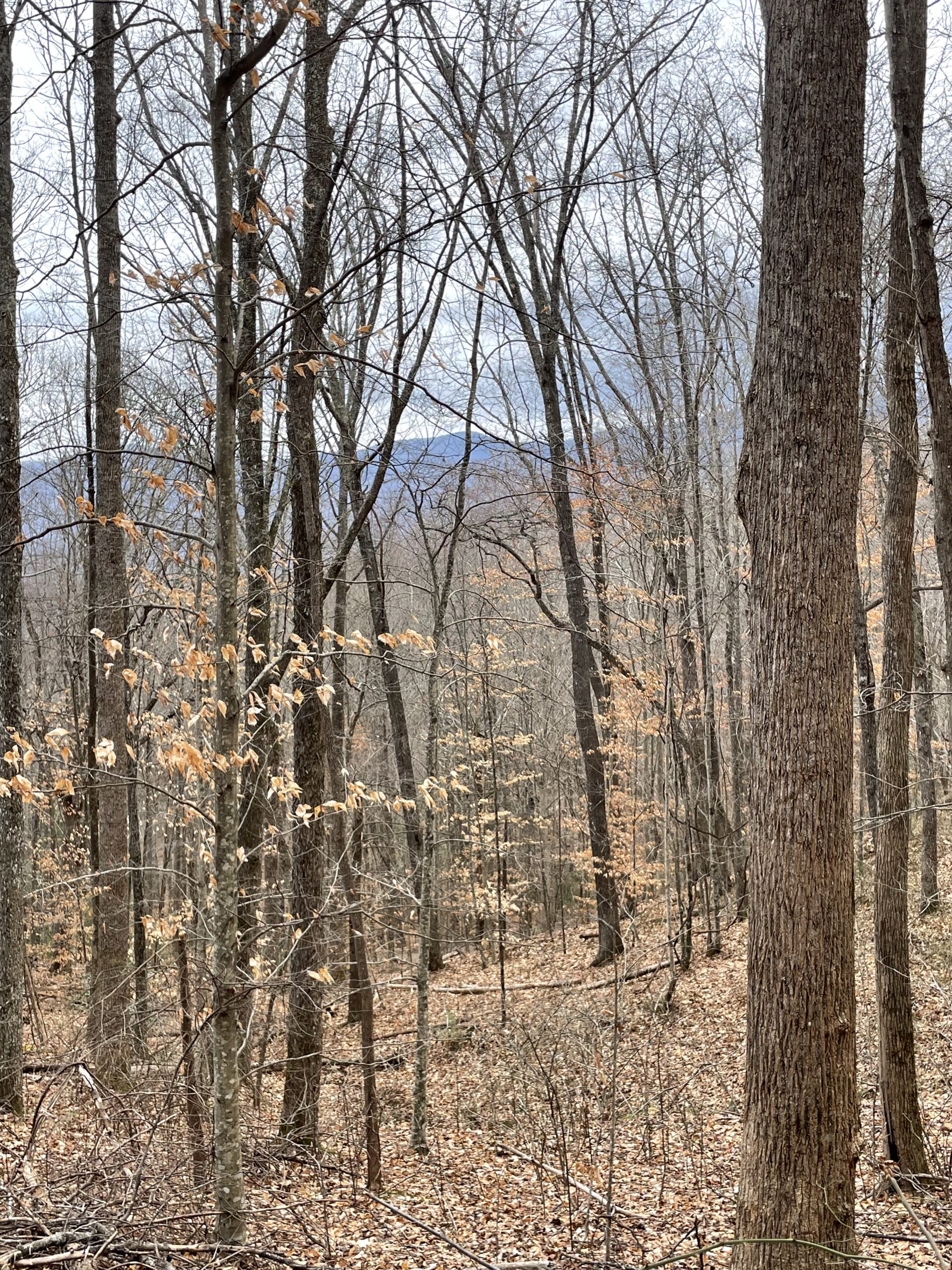 Homestead 4 Balsam Mountain Preserve