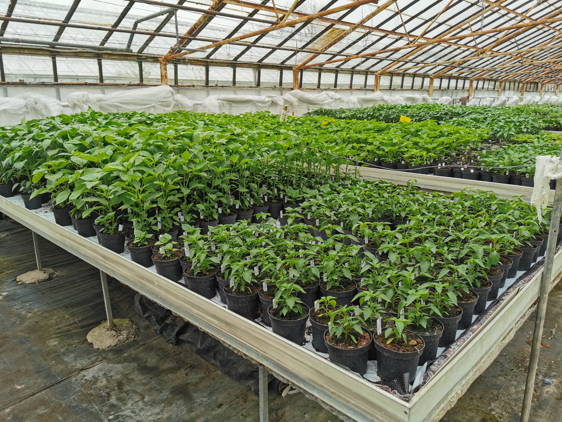 Job in Denmark for workers in greenhouses
