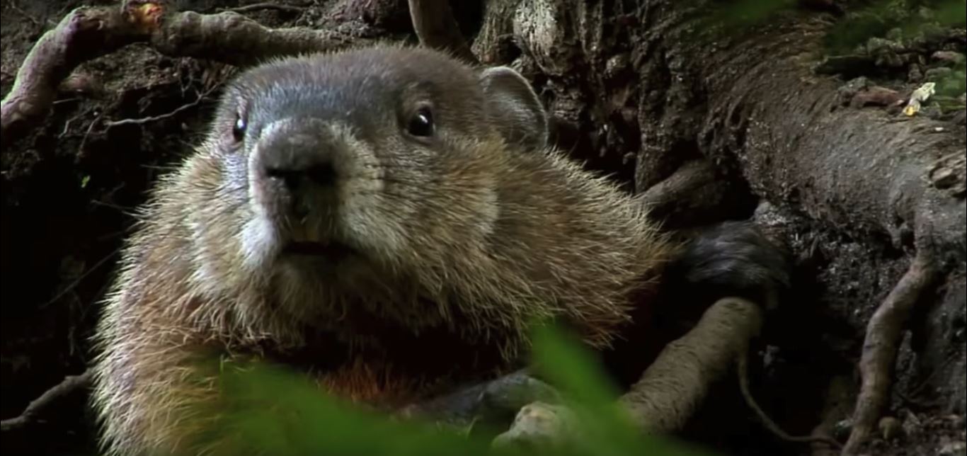 How to Keep Groundhogs out of My Garden