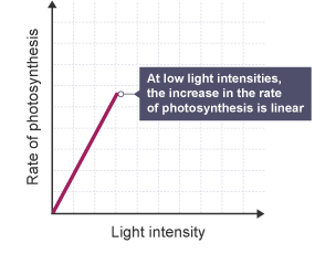Factors affecting photosynthesis - light intensity - Photosynthesis
