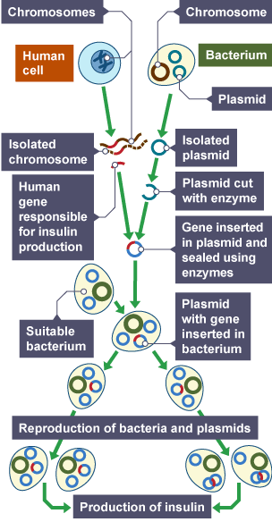 The process of genetic engineering - Higher - Variation - AQA - GCSE