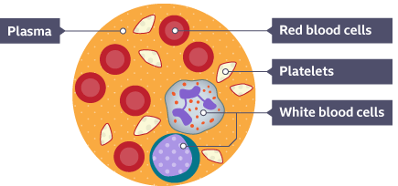 The four components of the blood - Respiration and gas exchange - KS3