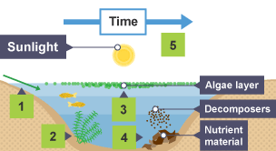 Eutrophication - Ecosystems – pollution and nutrient cycles – WJEC