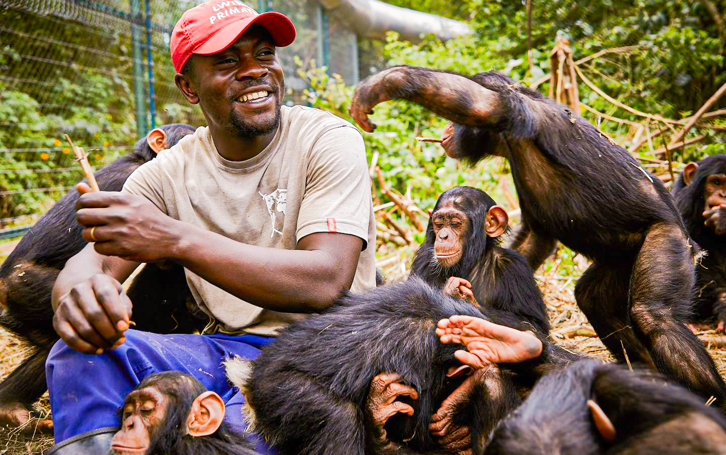 Lwiro Chimpanzee Sanctuary in Bukavu, Congo