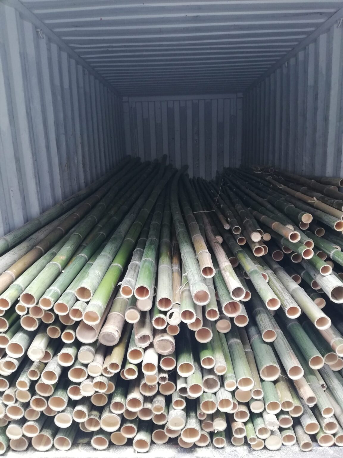 Buy bamboo BambooLogic