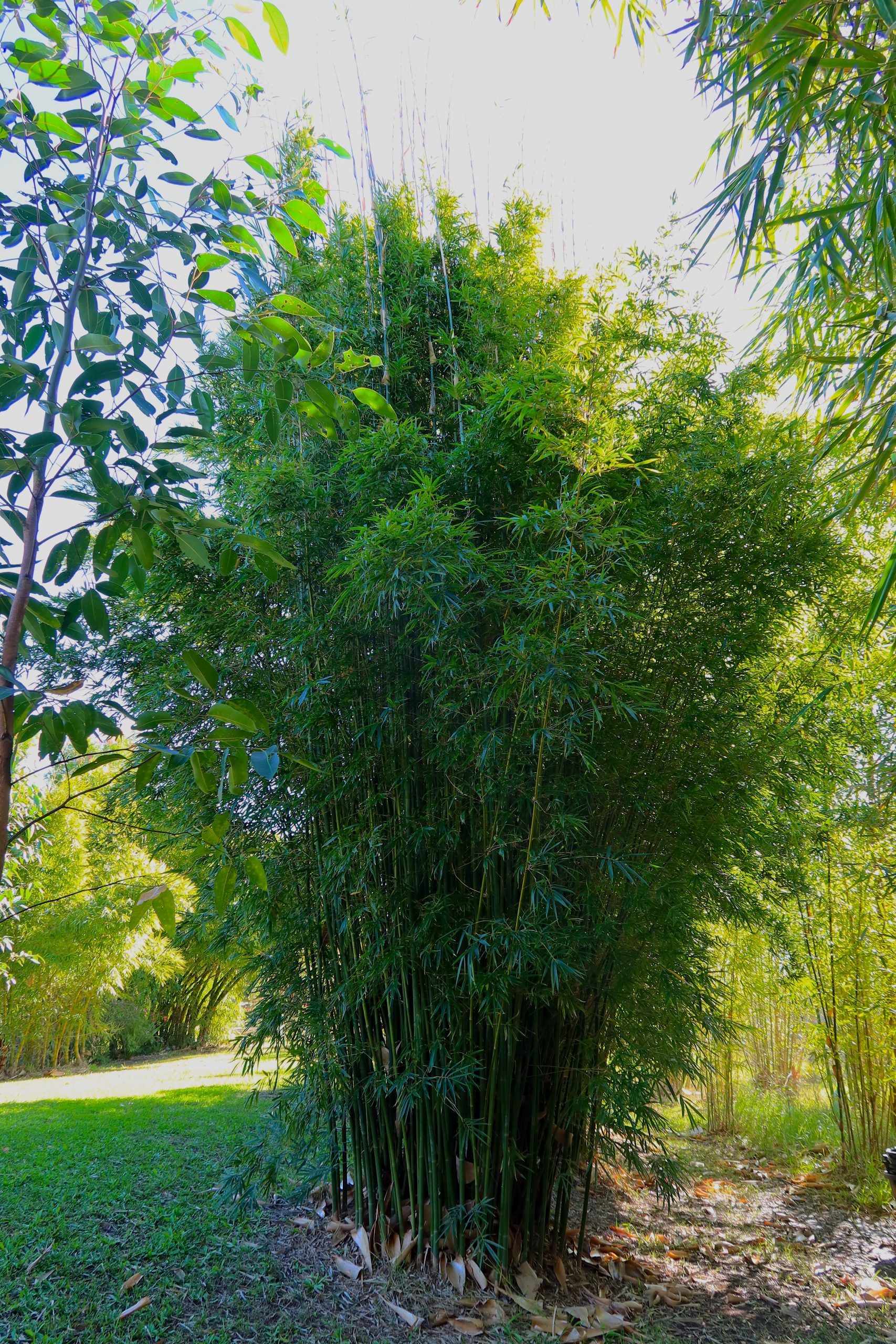 Gracilis Bamboo Park