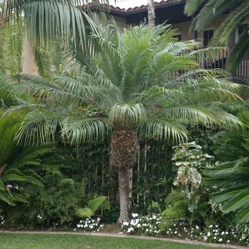 Dwarf Date Palm Bamboo Park