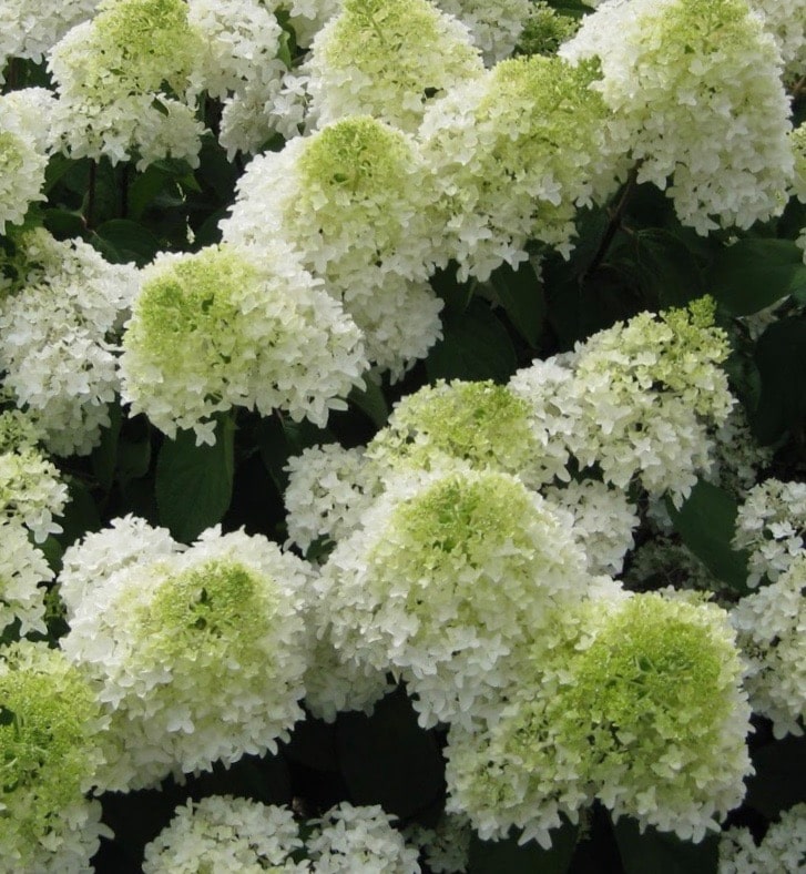 Panicle Hydrangea FOR SALE Hydrangea paniculata 'Phantom' Canada