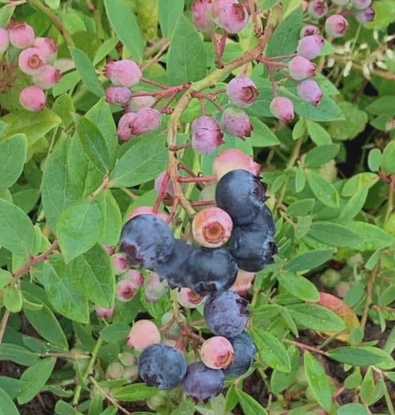 Pink Lemonade Blueberry Pink Blueberry Vaccinium 'Pink Lemonade'