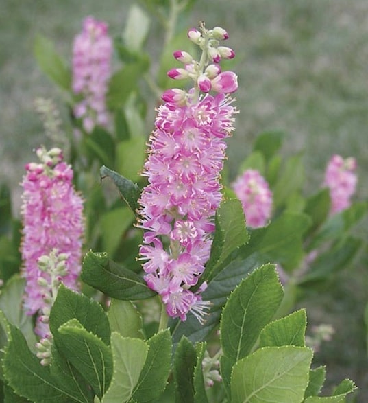 Clethra alnifolia 'Ruby Spice' Ruby Spice Summersweet Pink Flower